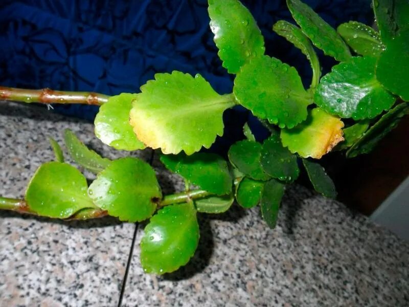 Каланхоэ осыпается. Каланхоэ пожухли листья. Каланхоэ осыпается. Каланхоэ каландива вытянулся. Каланхоэ гниет.