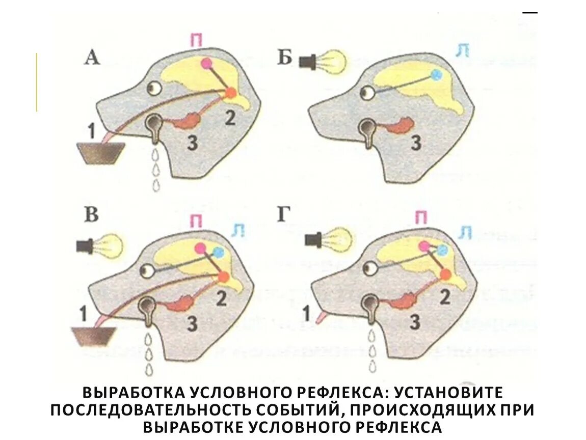 Схема формирования условного слюноотделительного рефлекса. Схема выработки условного слюноотделительного рефлекса. Механизм формирования условных рефлексов Павлов. Выработка условного рефлекса у собаки Павлова.