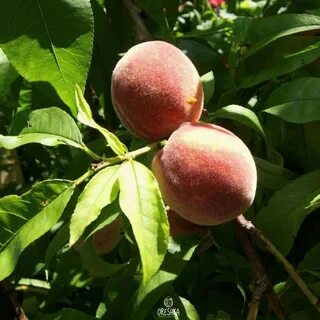 Персик ореховый