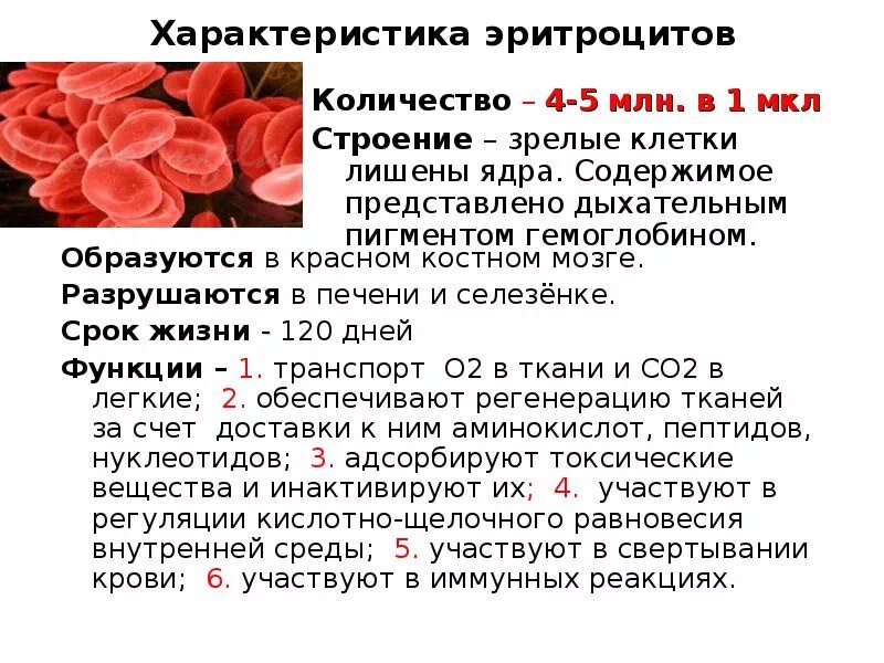 Определи объем эритроцита