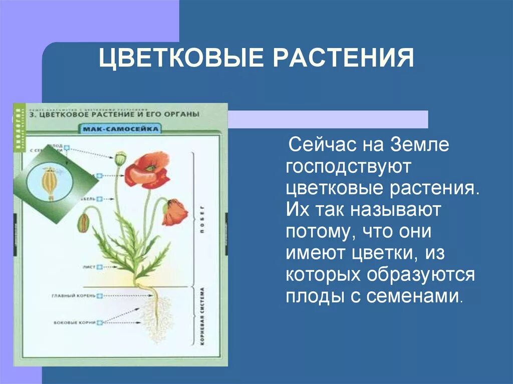 Цветковые растения включают два класса. Высшие растения цветковые. Описание цветковых растений. Цветковые растения разнообразие. Сообщение о цветковых растениях.