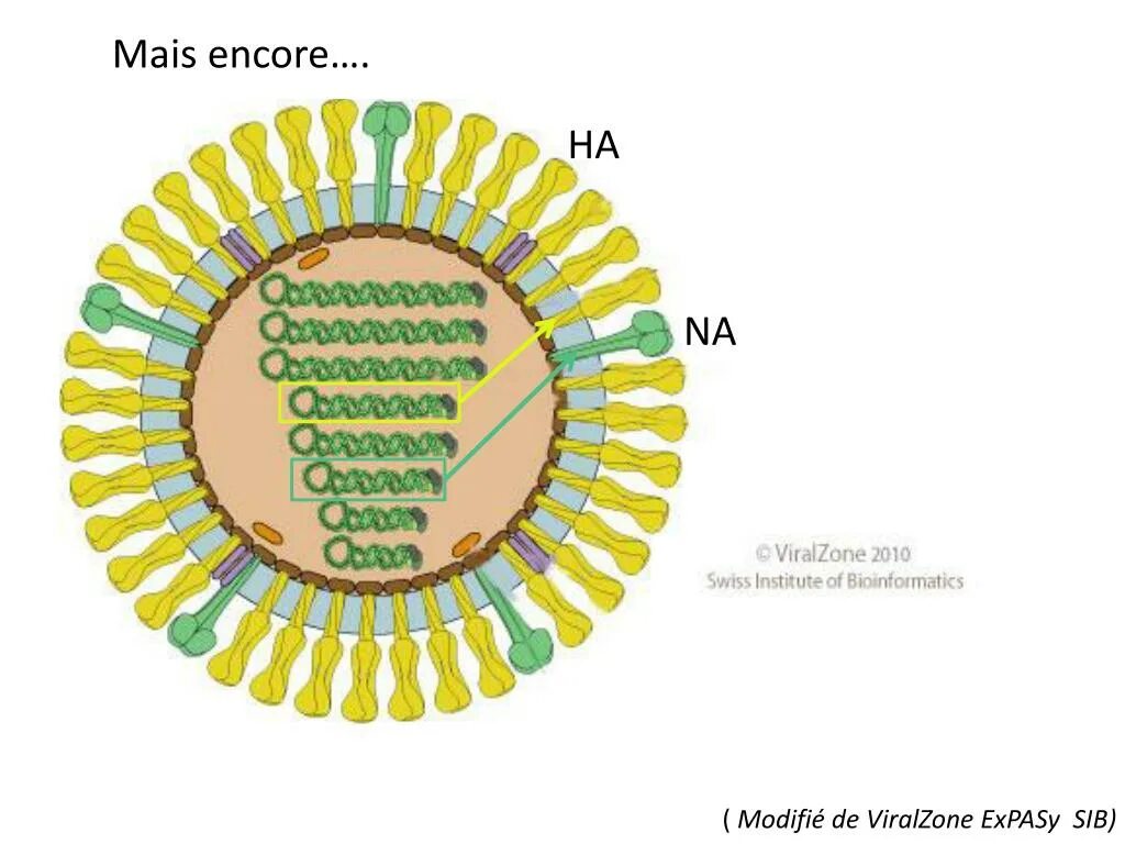 Семейство вируса гриппа. Структура вириона ортомиксовирусов. Схема строения вириона вируса гриппа. Коронавирус строение вириона. Ортомиксовирусы микробиология строение.