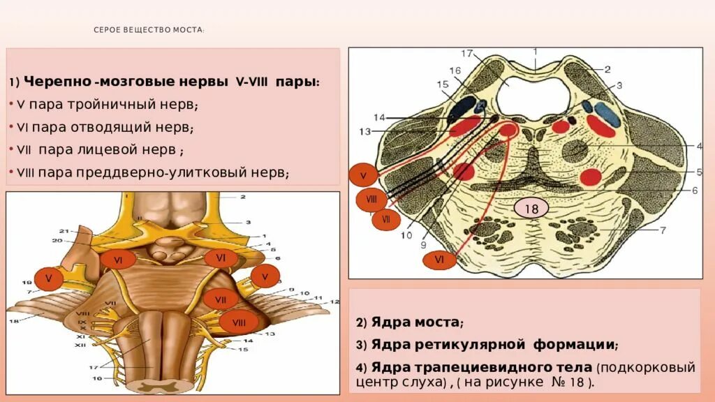 Ядра черепных нервов моста. 8 Пара черепно мозгового нерва ядра. Варолиев мост белое вещество. Ядра серого вещества моста. Серое и белое вещество варолиева моста.