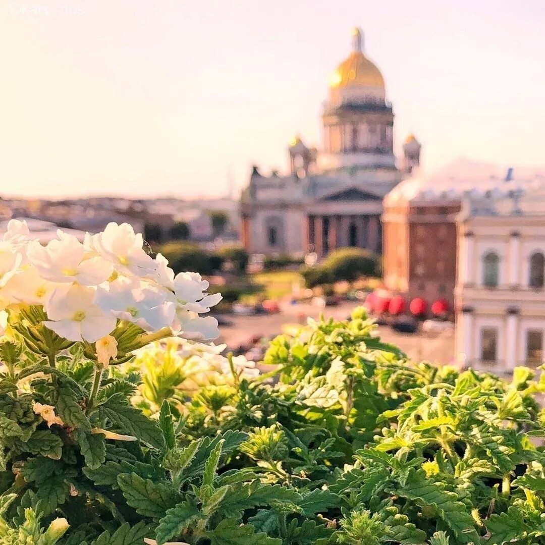 Утренний санкт петербург. Санкт-Петербург летом. Летнее утро в городе. Утро в Питере. Красивое летнее утро в городе.