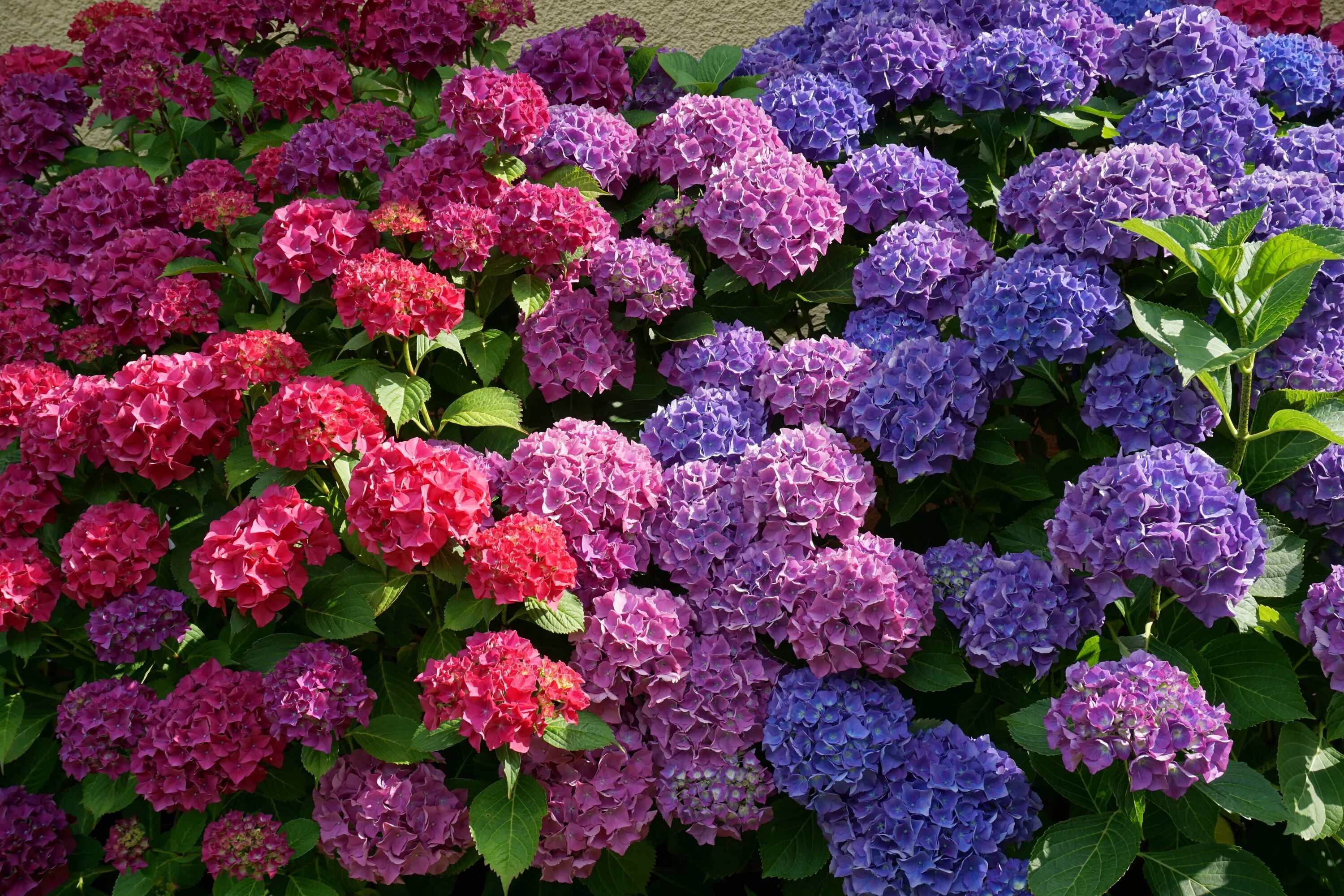 national PLANT NETWORK 2.5 Qt. 3-in-1 Hydrangea Shrub with White-Blue-Pink Flowe