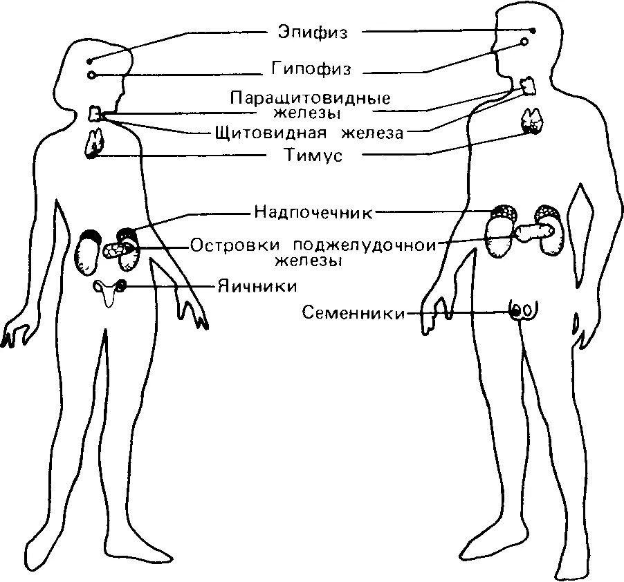 Рисунок эндокринной системы человека. Расположение желез внутренней секреции человека схема. Эндокринная система схема расположения желез. Схема расположения эндокринных желез человека. Месторасположение желез внутренней секреции рисунок.