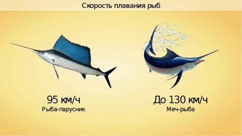 Скорость рыбы