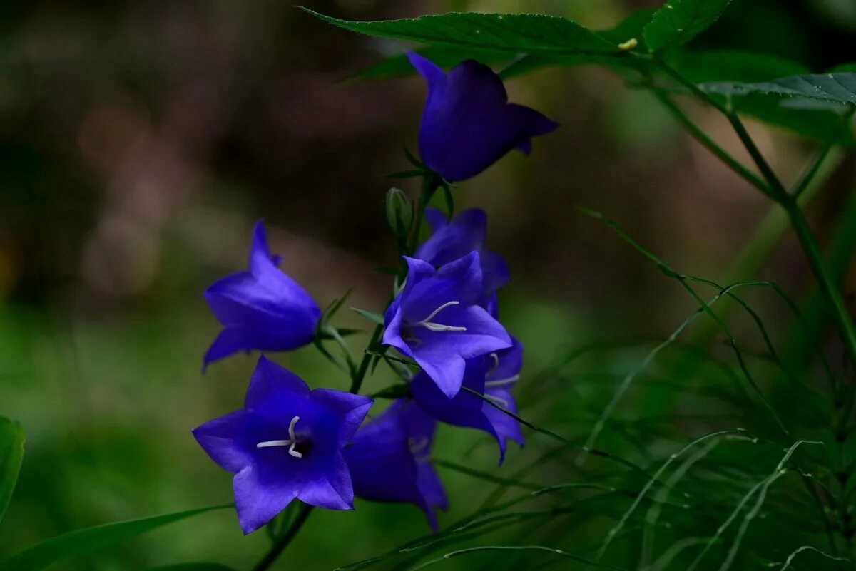 Колокольчик полевой. Колокольчик campanula. Кампанула луговая. Кампанула синий колокольчик. Колокольчик полевой.