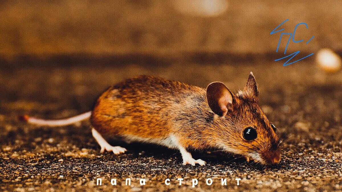 Мышь пищит звук. Звук пищание мыши. Звук мыши. Мышиный писк. Домовая мышь видео.