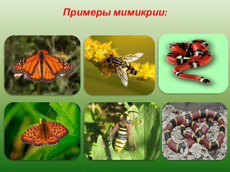 Мимикрия мюллера