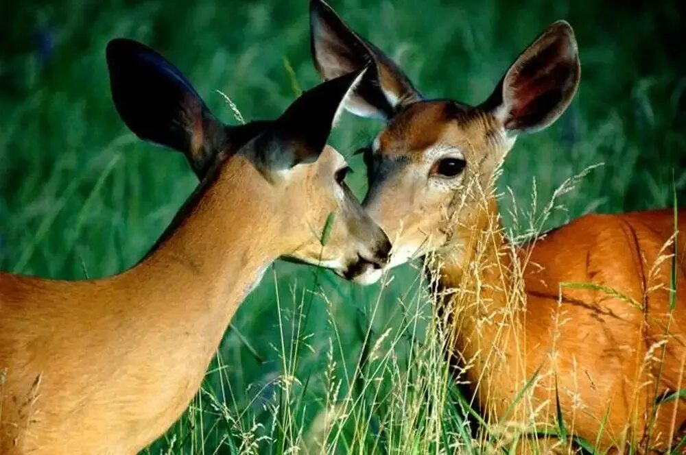 Животные любовь. Животные парочки. Животные любовь картинки. Животные целуются.