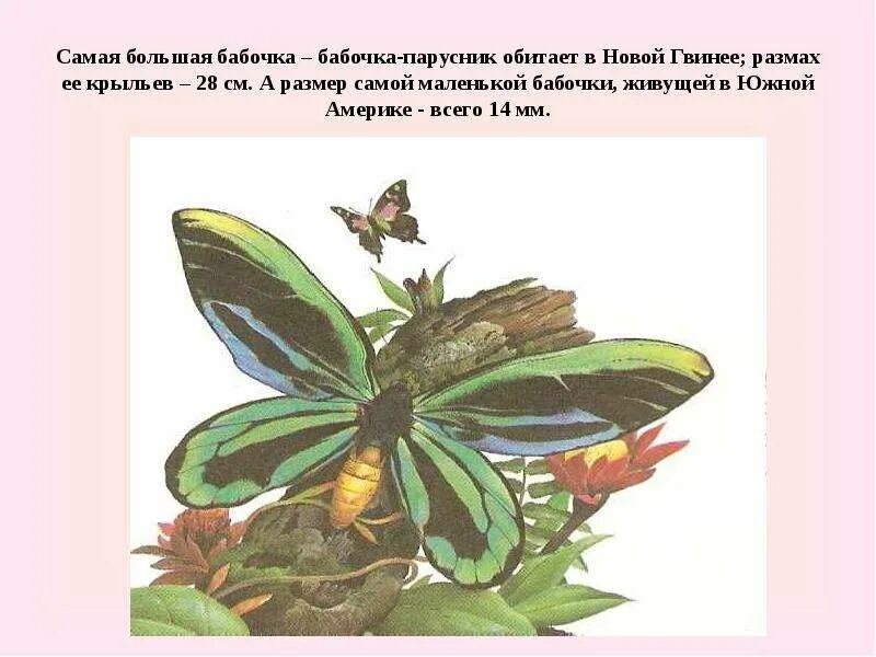 Павлиноглазка атлас attacus atlas. Важные интересные сведения о бабочках. Ночная бабочка. Самые интересные факты о бабочках. Самая крупная бабочка доклад.