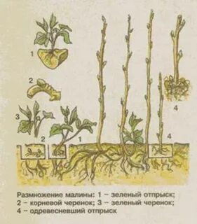 Размножение малины семенами