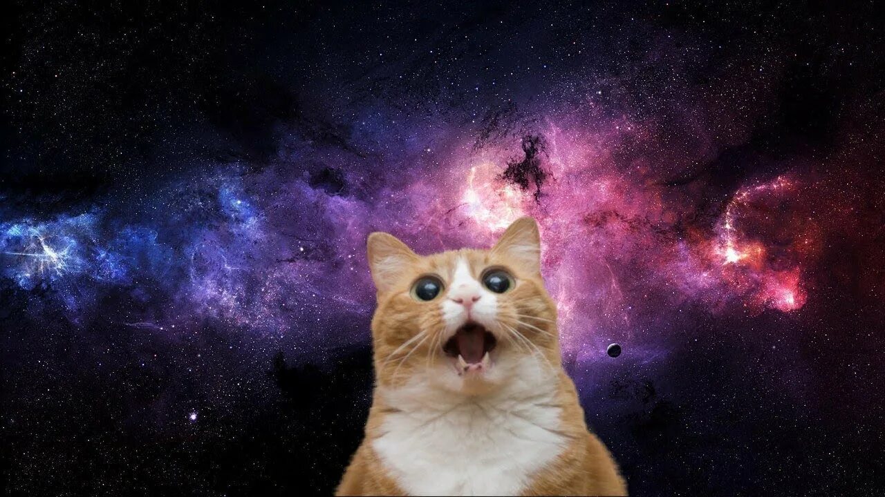 Космический кот. Кот в космосе. Кот на фоне космоса. Котенок в космосе. Youtube memes