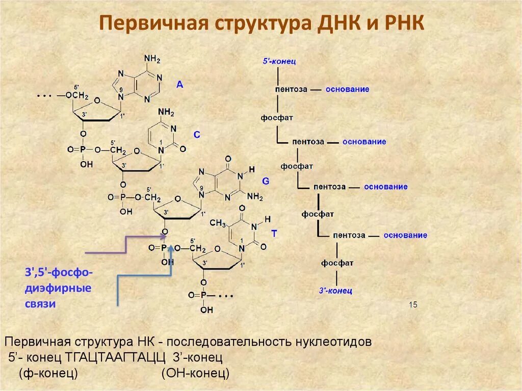 Составляющая днк. Первичная структура РНК формула. Схема первичной структуры РНК. Строение первичной структуры ДНК. Первичная структура РНК связи.