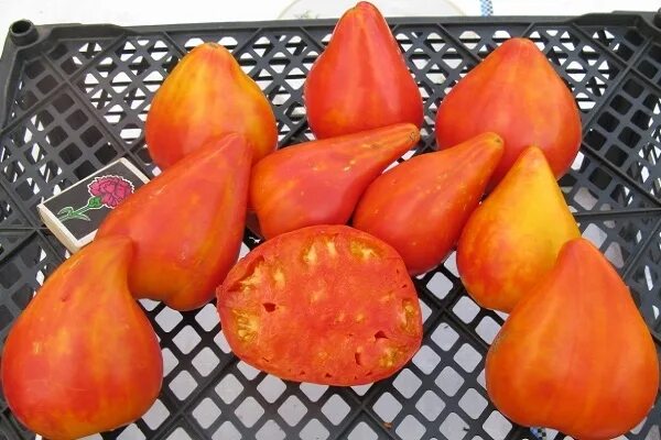 томат оранжевый персик. томат оранжевый русский 117 и оранжевый из россии. томат руссиан оранж. томат амишей. томаты оранжевый 117.