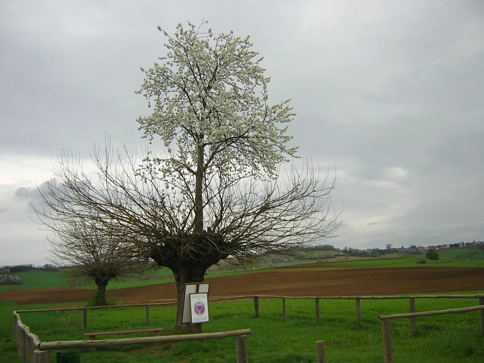 Ни дерева. Двойное дерево Касорцо. Двойное дерево в Пьемонте. Тутовое дерево в Пьемонте. Двойное дерево в Италии.