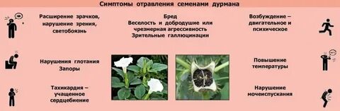 Дурман обыкновенный отравление