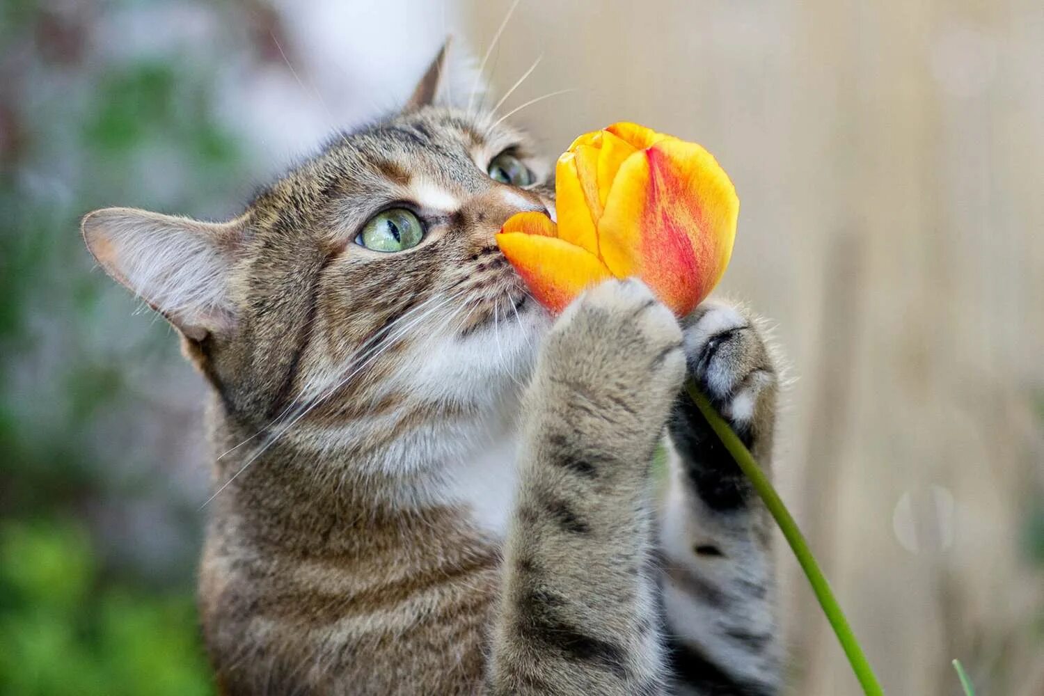 Кошка нюхает цветы. Кот с тюльпанами. Весенние котята. Кошки нюхают ртом