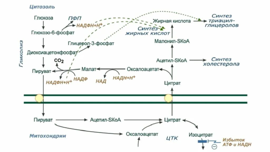 Жирные кислоты в печени. Биосинтез жирных кислот из углеводов. Схема синтеза жиров из углеводов в печени. Синтез жира из углеводов схема. Синтез жира из углеводов биохимия.