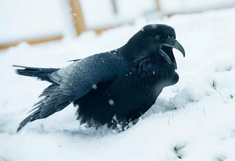 Локи и ворон. Ласковый ворон. Локки с вороном. Ворона ласково. Ворон ласково