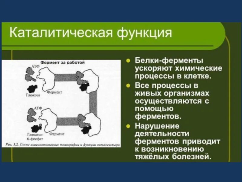 Белок выполняющий каталитическую функцию