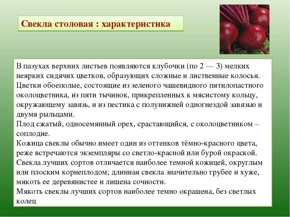 Информация о свекле. Свекла краткое описание. Свекла краткая характеристика. Доклад свекла. Свекла польза отзывы