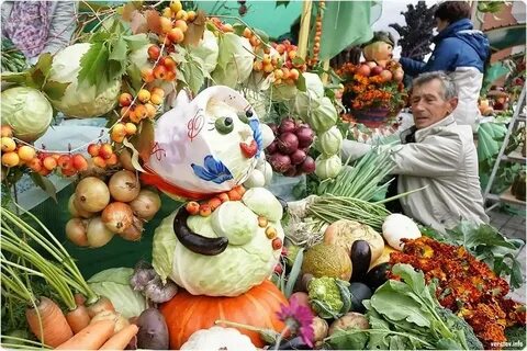 День на овощах отзывы