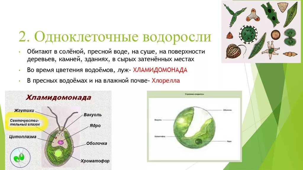 Одноклеточной водорослью является. Одноклеточные водоросли 5 класс биология. одноклеточные зеленые водоросли 5 класс биология. рисунок одноклеточной водоросли хлореллы. особенность питания одноклеточных водорослей.