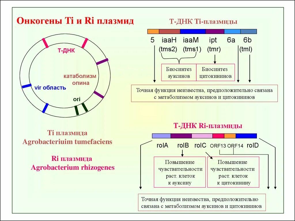 Плазмида определение. Структура ti и RI плазмид. Структура плазмиды. Плазмида строение. Строение плазмиды.