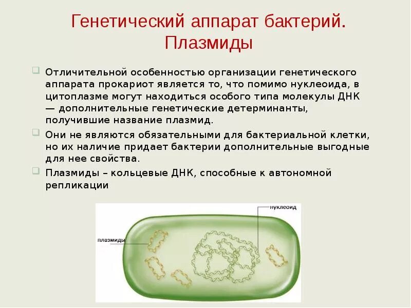 Наследственный материал располагается непосредственно в цитоплазме. Наследственный материал располагается непосредственно в цитоплазме