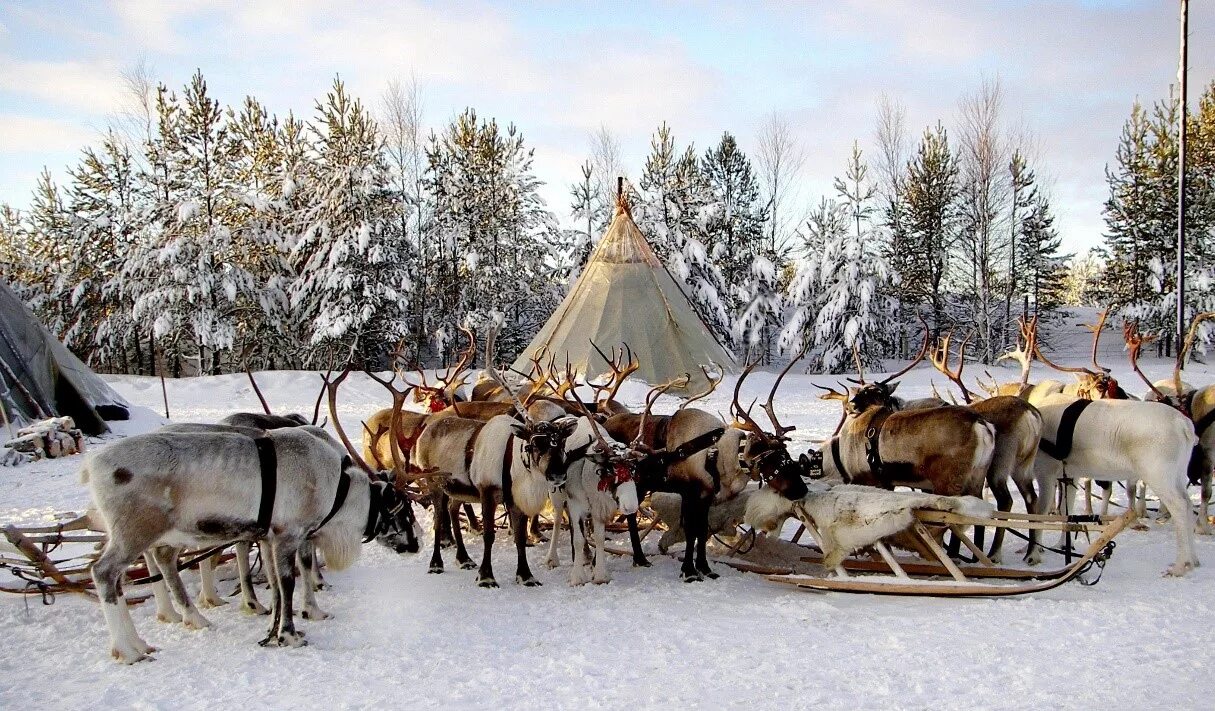 Занятия народов севера. Ханты манси оленеводы. Чукчи ненцы эскимосы. Ненцы оленеводы. Ханты манси оленеводы.