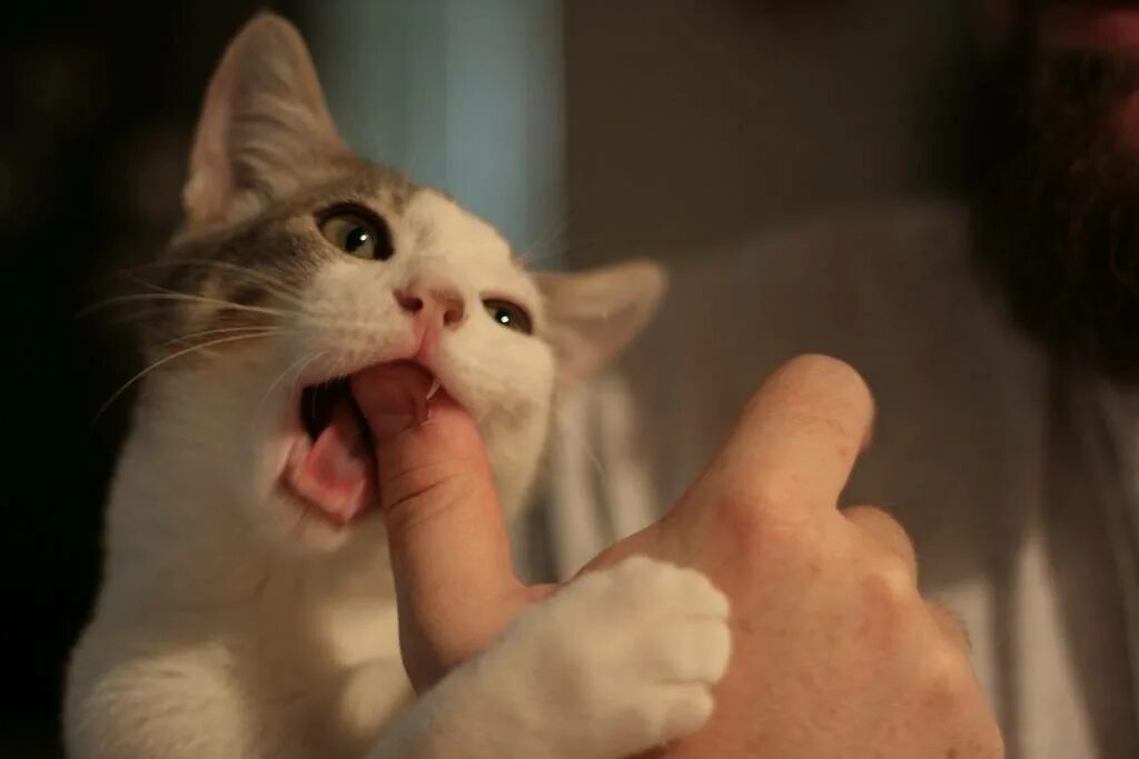 Почему кусаю пальцы. Котики кусаются. Кусачая кошка. Кошка вцепилась. Кот кусает палец.