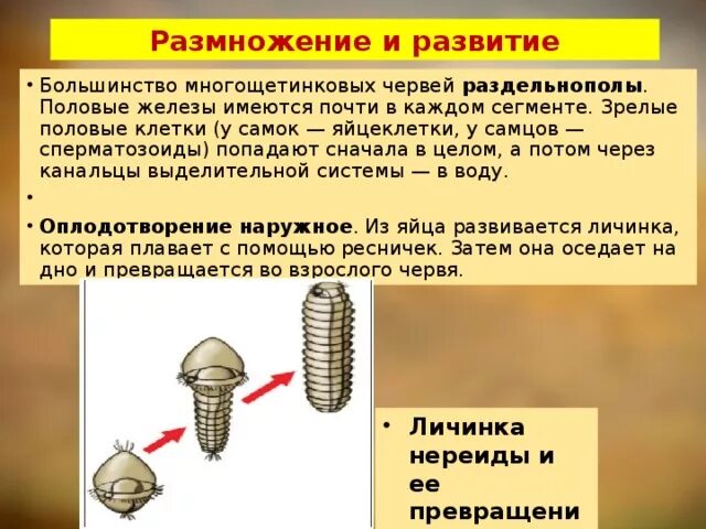 Личинка половое размножение. Личинка половое размножение