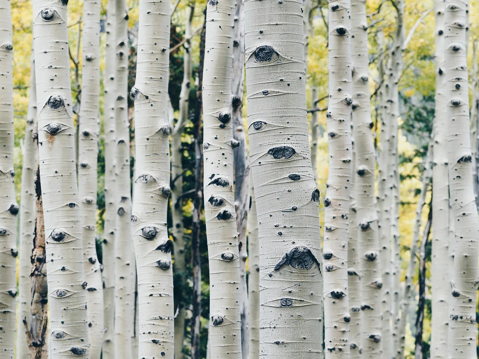 береза бородавчатая кора. кора дерева березы. цвет ствола березы. как называют белую кожицу ствола березы. береза бородавчатая кора.