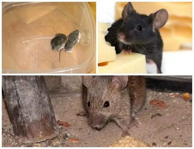 Как избавиться от мышей домашних условиях. Мышь в квартире. Мыши в частном доме. Мыши которые заводятся в доме.