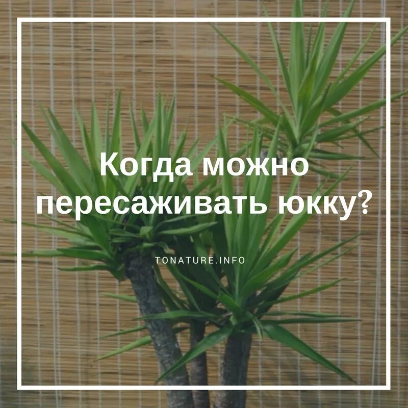 Укоренить юкку. Юкка размножение в домашних. Как обрезать юкку в домашних. Юкка в домашних условиях. Пересадка юкки в домашних