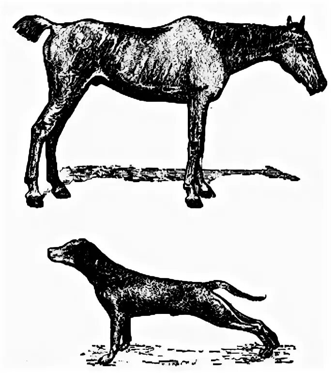Столбняк у животных. Столбняк у животных. Столбняк у лошадей симптомы. Столбняк у животных. Клонико-тонические судороги животных.