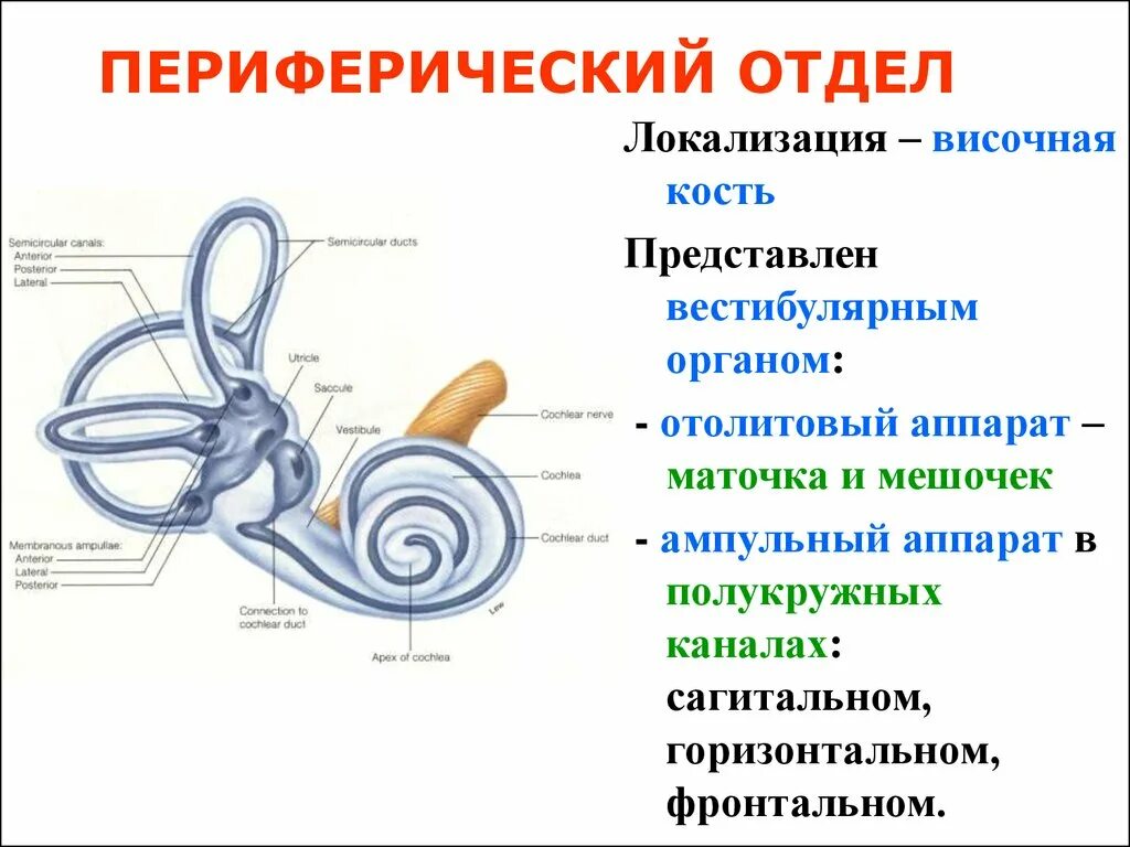 Схема периферического отдела вестибулярного анализатора. Строение периферического отдела вестибулярной сенсорной системы. Строение внутреннего уха отолитовый аппарат. Функции периферического отдела вестибулярного анализатора.