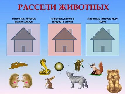 Картинка где живут дикие животные