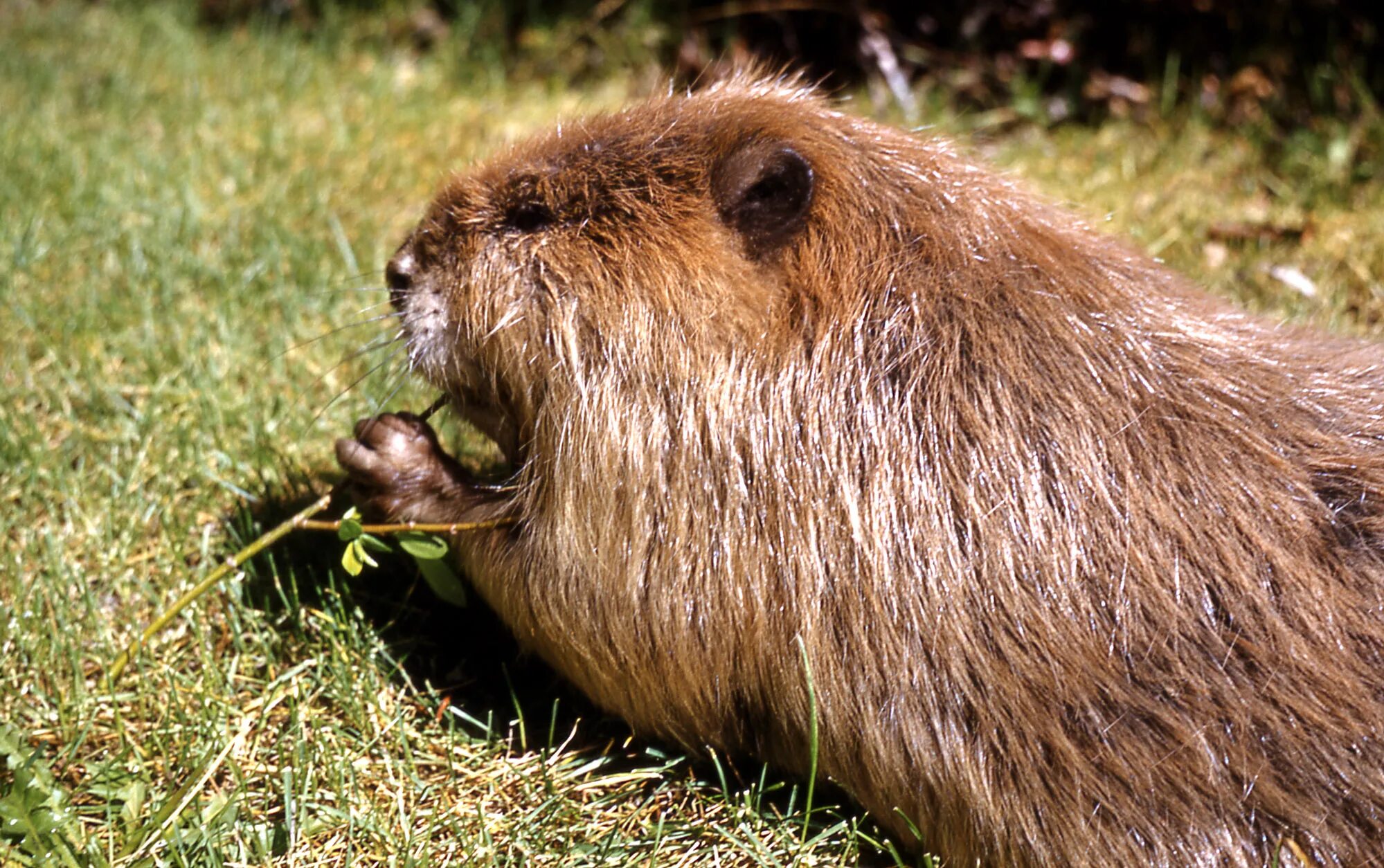 Бобры рядом. Канадский Бобр (Castor canadensis). Бобр Речной обыкновенный. Обыкновенный, или Речной Бобр (Castor Fiber). Бобры фото.