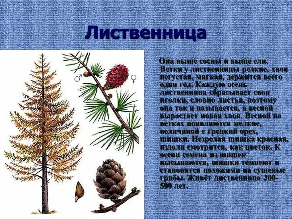 Сосну значение слова