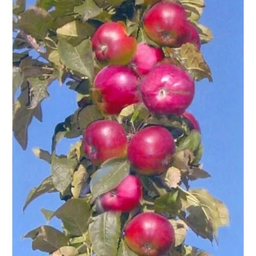 Яблоня колонновидная триумф. Яблоня колоновидная триумф. Сорт колоновидной яблони триумф. Яблоня колоновидная московское ожерелье. Яблоня колоновидная сорт останкино.