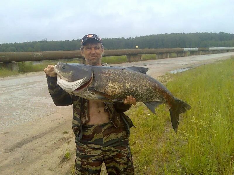 Десногорское водохранилище рыбалка. Рыба десногорского водохранилища. Десногорское водохранилище. Рыба в десногорском водохранилище. Рыба десногорского водохранилища.
