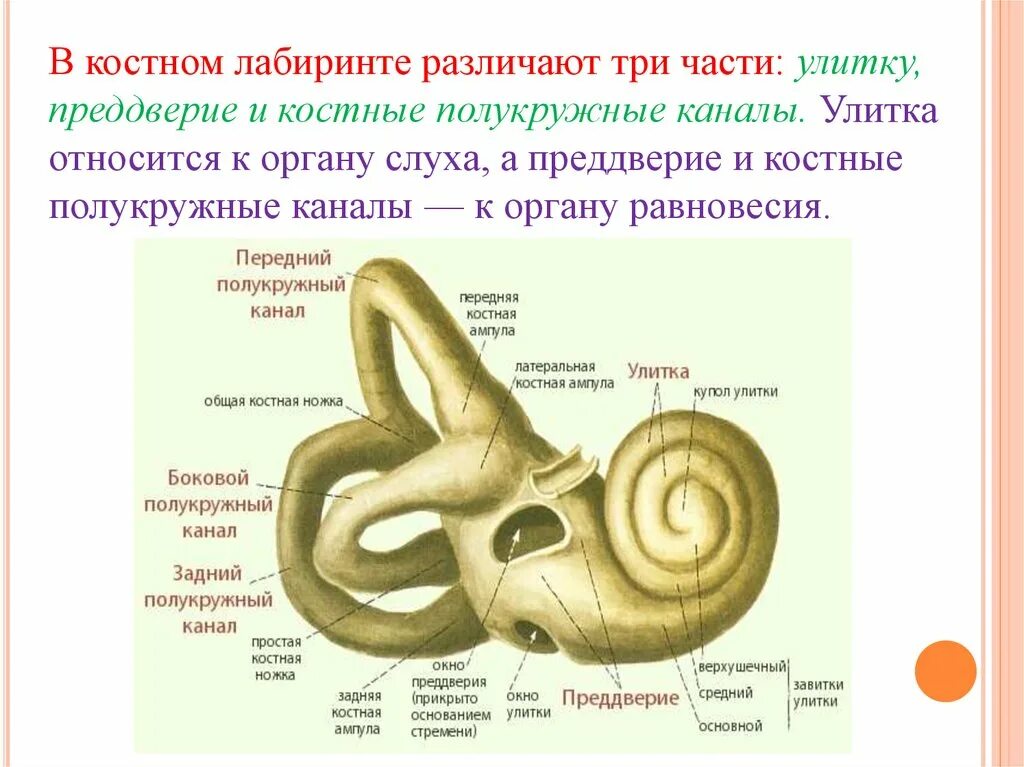 Полукружный канал орган слуха