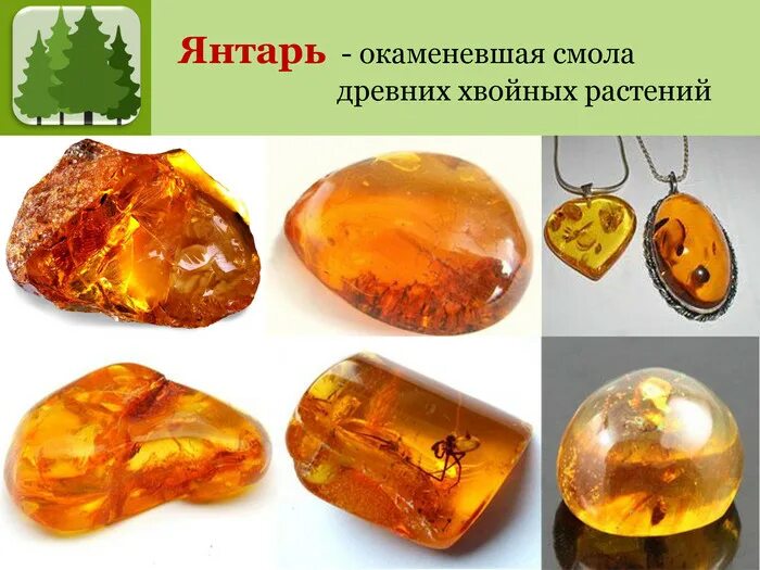Смола хвойных деревьев 6. Янтарь окаменевшая смола. янтарь окаменевшая смола древних деревьев. янтарь окаменевшая смола хвойных. хвойное дерево смола янтарь.