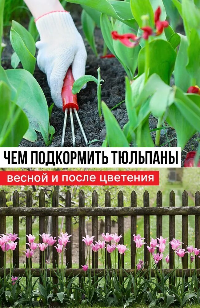 Чем подкормить тюльпаны. Чем подкормить тюльпаны весной. Чем удобрять тюльпаны весной. Чем подкормить тюльпаны после отцветания. Чем подкормить тюльпаны весной для пышного цветения