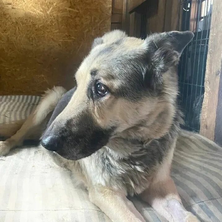 овчаркоманда спб