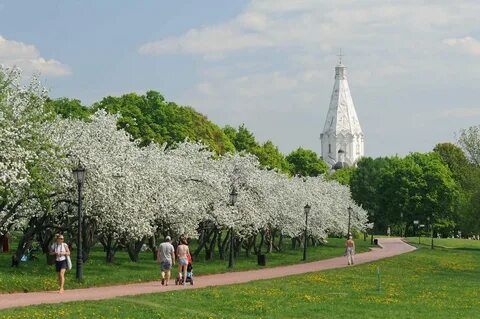 Коломенский парк цветение