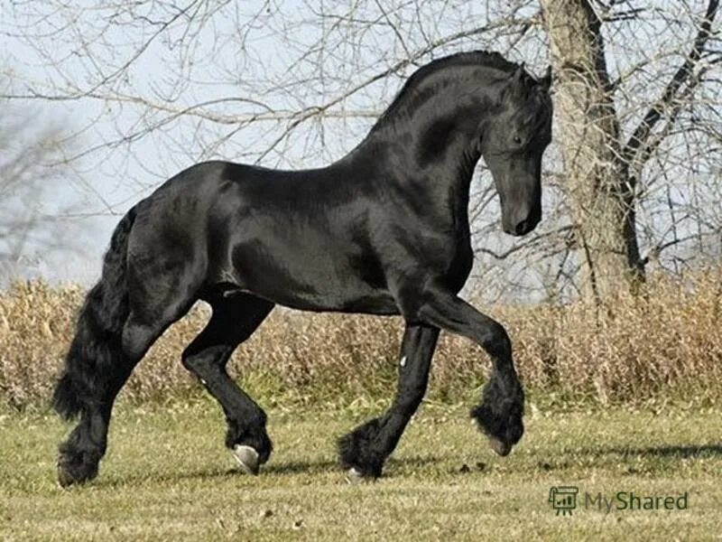 Фриз порода лошадей вороной. Фриз почему. Фризский конь в конюшне. Фризская лошадь гнедая. Фризская лошадь белая.